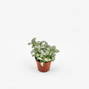Fittonia White Forest Flame in vaso di plastica color terracotta su sfondo bianco