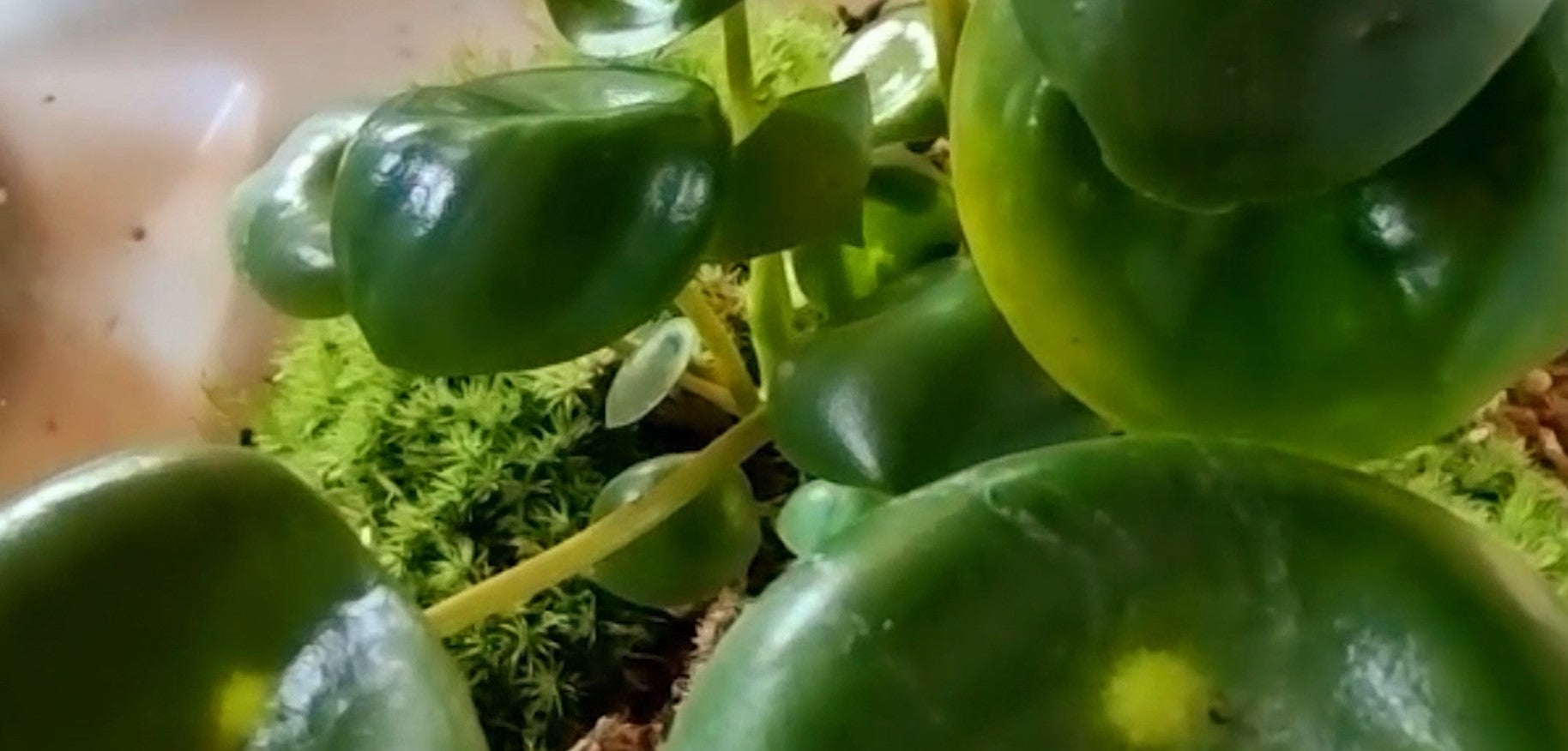 video con vista interna di un terrarium