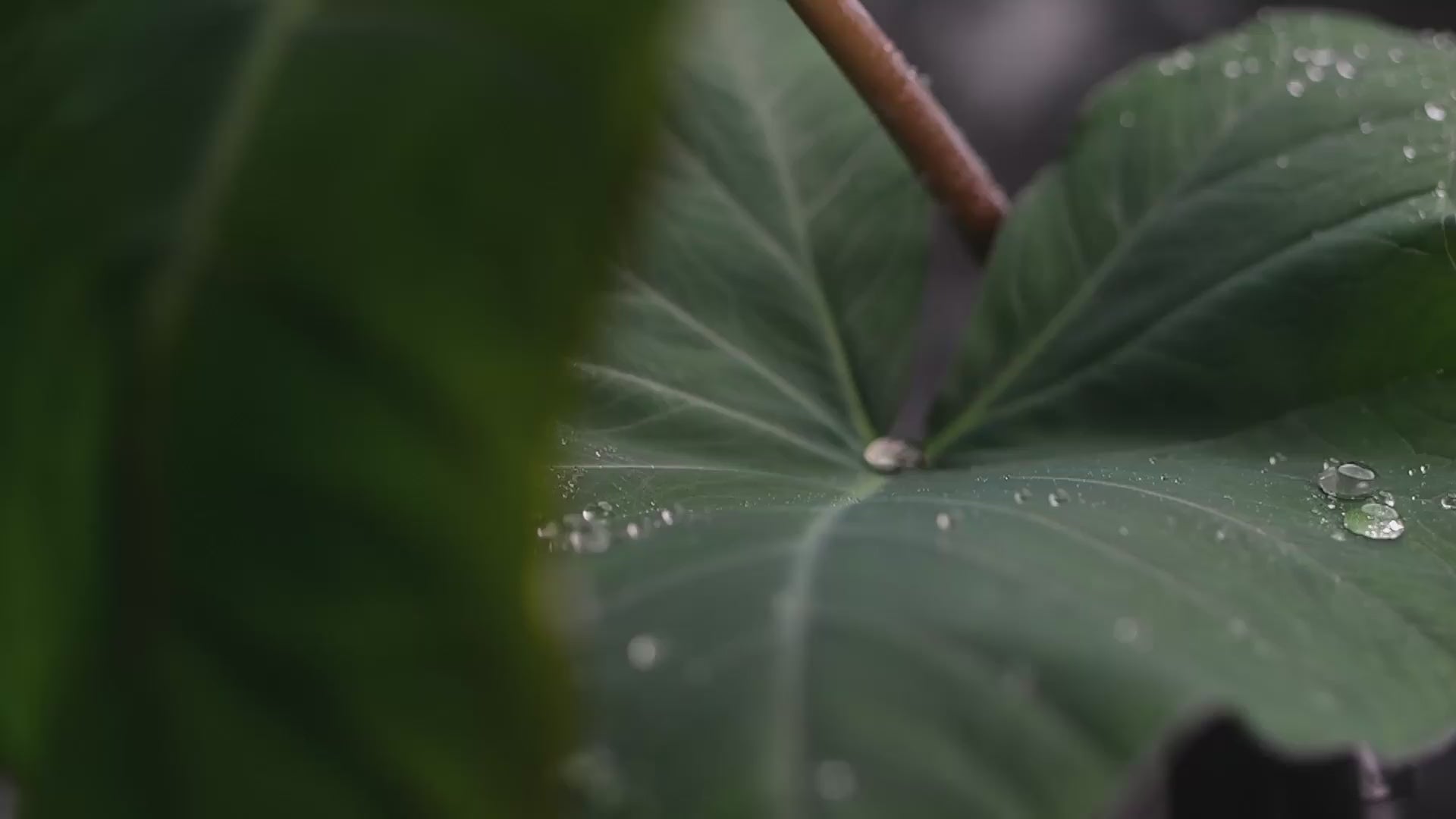 video, condensa all'interno di un terrarium chiuso, goccioline che cadono sulle foglie
