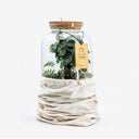 sacca in cotone per terrarium, gift Terrarium Del Conero