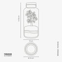 Terrarium chiuso di 52 cm di altezza e 19 cm di diametro, con Polyscias Balfouriana dalle foglie verdi tondeggianti, creato in vetro trasparente per mostrare l'ambiente umido interno.