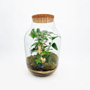 Terrarium chiuso Anthurium Mix che ricrea un ecosistema equatoriale umido, con una splendida pianta di Anthurium dai fiori colorati, Asparagus setaceus, Edera e Felce in un elegante contenitore di vetro trasparente.