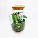 Vista ravvicinata del Terrarium Anthurium Mix che mostra il contrasto tra le diverse piante: l'Anthurium con i suoi fiori caratteristici, le delicate fronde dell'Asparagus setaceus, l'Edera rampicante e la Felce dal fogliame decorativo.