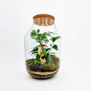 Dettaglio dell'Anthurium all'interno del terrarium, con i suoi fiori brillanti che emergono tra il verde lussureggiante dell'Asparagus setaceus, dell'Edera e della Felce, creando un microclima tropicale autosufficiente.