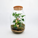 Terrarium Anthurium Mix visto dall'alto, che mostra la composizione artistica delle diverse piante: Anthurium, Asparagus setaceus, Edera e Felce, disposte armoniosamente per ricreare un ecosistema equatoriale in miniatura.