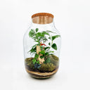 Elegante Terrarium Anthurium Mix che racchiude un ecosistema tropicale completo con Anthurium dai fiori vivaci, Asparagus setaceus dalle fronde leggere, Edera rampicante e Felce decorativa, in perfetto equilibrio biologico.