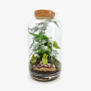 Terrarium Syngonium visto dall'alto, che mostra la disposizione artistica della pianta e la stratificazione del substrato, creando un ecosistema tropicale in miniatura autosufficiente.