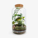 Elegante Terrarium Syngonium illuminato dalla luce naturale, che evidenzia la bellezza delle foglie verdi con venature bianche e la condensazione sulle pareti di vetro, segno di un microclima sano.