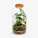Terrarium chiuso con Syngonium, pianta tropicale dalle foglie verdi a forma di freccia con venature bianche, in un elegante contenitore di vetro trasparente che crea un microclima autosufficiente