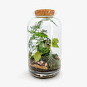 Terrarium Syngonium in ambiente domestico, posizionato su una mensola vicino a una fonte di luce indiretta, mostrando come si integra perfettamente nell'arredamento moderno come elemento decorativo naturale.