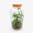 Vista ravvicinata del Terrarium Syngonium che mostra il dettaglio delle foglie a forma di freccia con venature bianche, disposte armoniosamente all'interno dell'ecosistema chiuso.