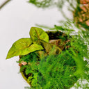 Dettaglio delle foglie di Syngonium all'interno del terrarium, con la loro caratteristica forma a freccia e le venature bianche che risaltano sul verde brillante, in un ambiente umido perfettamente bilanciato.