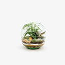 Terrarium chiuso Sfera, un ecosistema equatoriale in miniatura contenuto in un elegante vaso sferico di vetro trasparente, con Philodendron White Princess, Fittonia Red Angel e Asparagus Setaceus che creano un paesaggio tropicale vibrante.