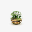 Vista ravvicinata del Terrarium Sfera che mostra il contrasto tra le diverse piante: il Philodendron White Princess con le sue foglie variegate, la Fittonia Red Angel con venature rosse e l'Asparagus Setaceus dalle fronde delicate.