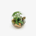 Terrarium Sfera visto dall'alto, che mostra la perfetta simmetria del contenitore sferico e la disposizione artistica delle piante tropicali, creando un ecosistema equatoriale in miniatura perfettamente bilanciato.