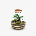 Dettaglio delle piante tropicali all'interno del Tropical Jar, con muschio verde e piccole felci in ambiente controllato