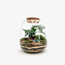 Tropical Jar in ambiente domestico, terrario decorativo che aggiunge un tocco di natura tropicale all'arredamento