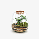 Primo piano della stratificazione del terrario Tropical Jar, con strati visibili di ghiaia, carbone attivo, terriccio e piante