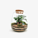 Terrario Tropical Jar con piante tropicali in vaso di vetro trasparente, ambiente umido perfetto per piante esotiche
