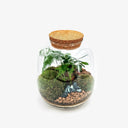 Vista dall'alto del Tropical Jar, composizione di felci e piante tropicali in elegante contenitore di vetro