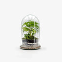 Terrarium BELL Small - vista laterale ecosistema tropicale