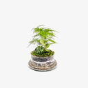 Terrarium BELL Small - dettaglio Asparagus Setaceus