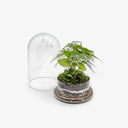 Terrarium BELL Small - dettaglio piante Philodendron e Fittonia