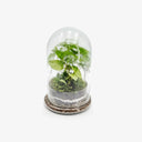 Terrarium BELL Small - ecosistema completo altezza 25cm