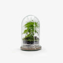 Terrarium chiuso BELL Small con piante tropicali - vista principale