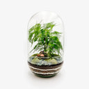 Primo piano bonsai Ficus Ginseng nel terrarium Capsule