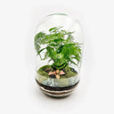 Dettaglio piante terrarium Capsule fatto a mano