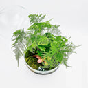 Dettaglio interno terrarium Capsule con Fittonia e Asparagus Setaceus