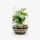 Vista interna terrarium Capsule ecosistema verde
