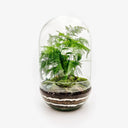 Terrarium chiuso Capsule con bonsai Ficus Ginseng in capsula di vetro