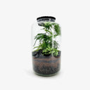 Terrarium chiuso Black Lava con lapillo vulcanico nero, Asparagus Setaceus e Fittonia White che creano un contrasto drammatico in un elegante contenitore di vetro con tappo in gomma naturale nera.