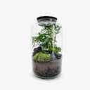 Terrarium Black Lava visto dall'alto, che mostra la composizione artistica di Asparagus Setaceus e Fittonia White emergenti dal substrato vulcanico nero, creando un ecosistema autosufficiente.