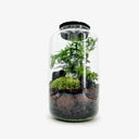 Elegante Terrarium Black Lava con tappo in gomma naturale nera, che racchiude un microclima tropicale dove Asparagus Setaceus e Fittonia White prosperano sul substrato di lapillo vulcanico.
