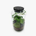 Vista ravvicinata del Terrarium Black Lava che mostra il contrasto tra il substrato di lapillo vulcanico nero e le delicate fronde filigranate dell'Asparagus Setaceus e la Fittonia White.