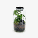 Dettaglio del Terrarium Black Lava che evidenzia la texture del lapillo vulcanico nero e il vibrante verde delle piante, simbolo della resilienza della natura in ambienti estremi.