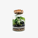 Terrarium chiuso Natural con Asparagus Setaceus e Fittonia White Tiger, che ricrea un ecosistema tropicale umido in un elegante contenitore di vetro trasparente.