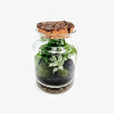 Ecosistema in miniatura: terrarium Natural con Asparagus Setaceus dalle foglie delicate e Fittonia White Tiger con venature bianche, in ambiente umido perfettamente bilanciato.