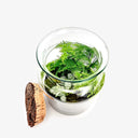 Vista dall'alto del Terrarium Natural che mostra la composizione artistica di Asparagus Setaceus e Fittonia White Tiger, piante tropicali in perfetta armonia.