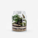 Terrarium in vetro con tappo in vetro, Calathea, Fittonia e Asparagus su base di muschio e lapilli
