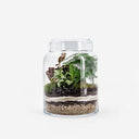 Terrarium tropicale Calathea visto di lato con Asparagus setaceus e strati decorativi di sabbia e ghiaia