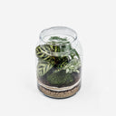 Terrarium chiuso Calathea visto dall’alto in diagonale con strati di terreno, sabbia e ghiaia