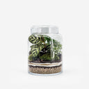 Terrarium chiuso in vetro con Calathea, Fittonia White e Asparagus setaceus su sfondo bianco