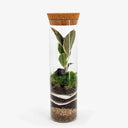 Dettaglio foglie Ficus Tineke - variegature crema e sfumature rosa su verde lucido