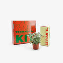 Pianta di Fittonia Albivenis con la sua confezione inclusa nel kit
