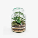 Terrarium chiuso Monstera Pot con piante tropicali in vaso di vetro