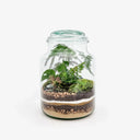 Vista laterale terrarium Monstera Pot ecosistema chiuso tropicale